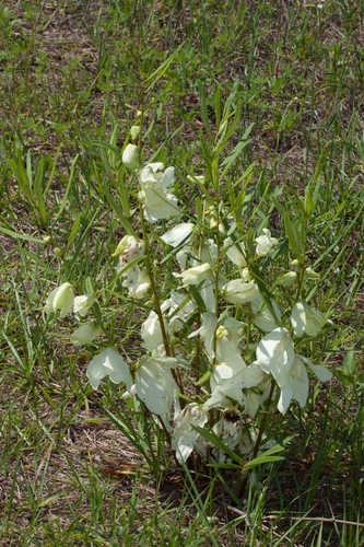 Asimina angustifolia #36
